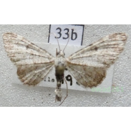 Eupithecia semigraphata Bruand, 1850 Czech33b